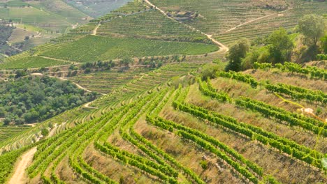 Vineyard-terraces-in-the-Douro-region-of-Portugal,-birth-place-of-the-Port-Wine