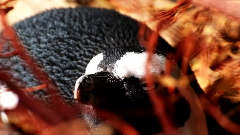 Closeup-of-sleepy-African-penguin-lying-down-slowly-blinking-its-eyes