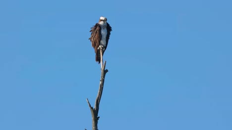 An-Osprey-perched-on-a-branch-looking-out-over-the-river-in-Island-Park-Idaho-and-he-adjusts-his-wings