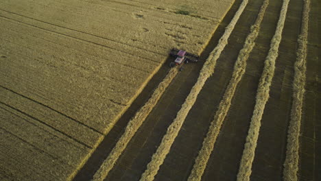 Combine-harvester-harvesting-ripe-cereal-crop,-Alberta-prairies