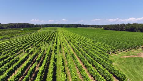 An-aerial-drone-view-of-a-large-vineyard-in-the-Hamptons,-New-York-on-a-sunny-day
