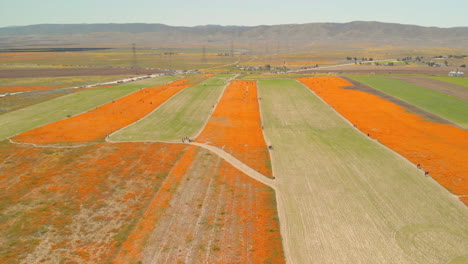 Menschen-Säumen-Die-Wege,-Um-Die-Orangefarbene-Explosion-Wilder-Mohnblumen-In-Kalifornien-Zu-Beobachten
