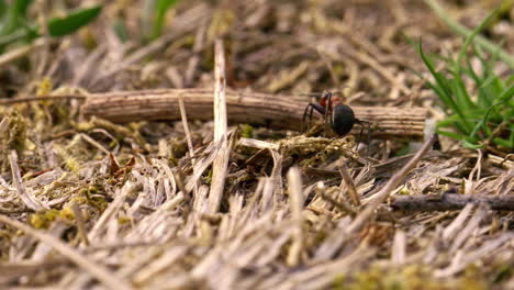 Zeitlupen-Nahaufnahme-Einer-Großen-Roten-Ameise,-Die-Sich-Durch-Das-Gras-Bewegt-Und-Etwas-Ergreift