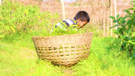 young-boy-clears-a-family-garden-in-Bangladesh,-All-members-of-the-family-must-help-with-harvesting-food