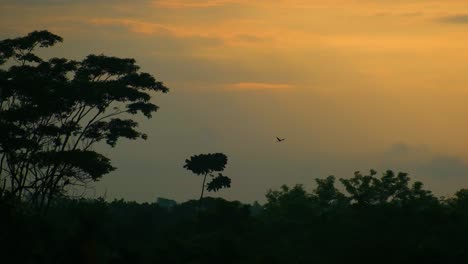 Silhouetted-Nature-During-Sunset-In-Amazonian-Rainforest