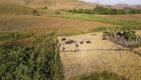Cría-De-Animales-Con-Búfalos-Pastando-En-Campos-En-La-Isla-De-Sumba,-Indonesia