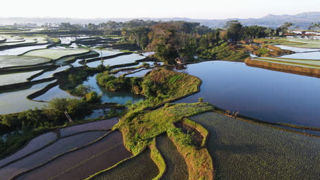 Neu-Gepflanzte-Reissämlinge-Auf-Dem-Reisfeld-Auf-Der-Insel-Sumba,-Indonesien