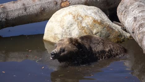 Brown-Grizzly-Bear-in-the-Water-at-Zoo-on-a-Sunny-Day---Slow-Motion