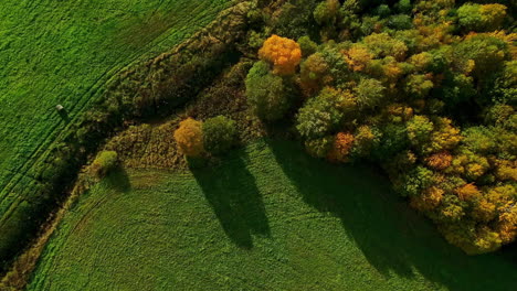 Luftaufnahme-Von-Oben-über-Grüne-Wiesen-Und-Einen-Wald-In-Herbstfarben
