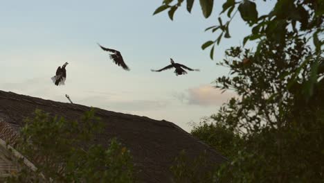 Three-hornbill-birds-taking-flight-from-rooftop-in-Thailand,-slow-motion