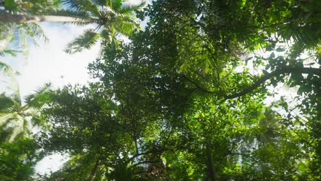Lush-green-tropical-vegetation-on-island-with-bright-sunlight-peaking-through-leaves