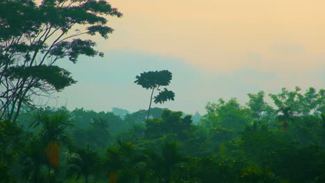 Amazonas-Dschungel-Mit-Wachsenden-Dichten-Bäumen-Während-Des-Nebligen-Morgens