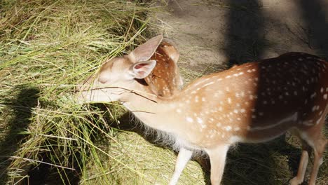 Close-up-of-a-female-Deer-feeding-on-hay-from-a-feeder