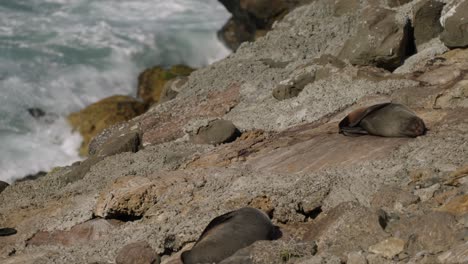 Slow-zoom-in-shot-of-a-furry-seal-colony-sleeping-on-the-rocky-shore-with-waves-crashing