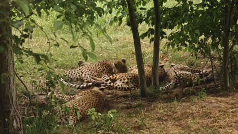A-family-of-cheetahs-resting-under-a-tree-on-the-grass