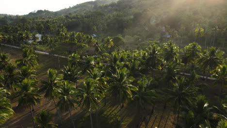 Sol-Brillante-Brillando-Sobre-Las-Palmeras-Tropicales-En-La-Isla-De-Sumba,-Indonesia
