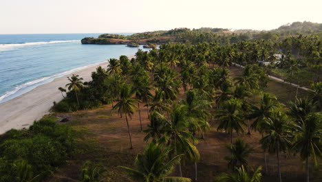 Coconut-Palm-Trees-At-The-Coast-Of-Pantai-Watu-Bella-In-West-Sumba-Regency,-East-Nusa-Tenggara,-Indonesia