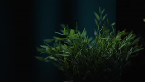 Close-up-of-plastic-plant-in-a-pot-inside-a-dark-room-with-soft-white-light-on-it