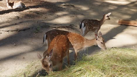 Deers-feeding-on-hay-from-a-feeder