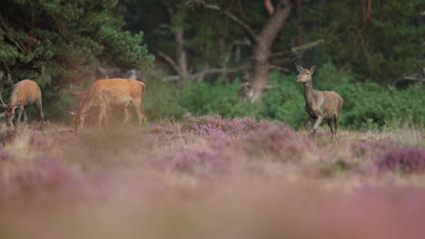 Red-deer-with-muddy-coats-after-wallowing-in-glade,-The-Veluwe,-rutting-season