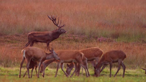 Territorial-red-deer-stag-near-harem-bellows-releasing-breath-vapor-in-morning