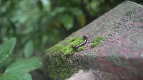 Black-worm-moving-on-a-rock-with-moss