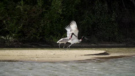 Epic-shot-of-a-Jabiru-stork-taking-off-in-slow-motion