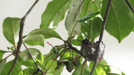 Hummingbird-nest-with-chick-inside