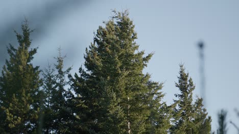 Handaufnahme-Von-Bäumen,-Die-Sich-In-Einer-Sanften-Brise-In-Der-Neuseeländischen-Landschaft-Wiegen
