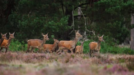 Muddy-hinds-run-around-forest-edge-of-Hoge-Veluwe-after-wallowing,-the-rut