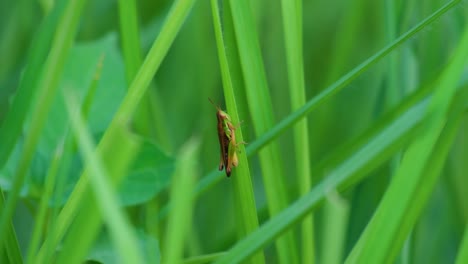 Rice-grasshopper-female-perched-on-tall-grass-blade,-Close-up