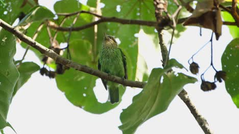 Pooping-and-then-shaking-its-body,-a-Green-eared-Barbet-Megalaima-faiostricta,-is-looking-around-its-surroundings-while-perching-on-a-tree-at-Kaeng-Krachan-National-Park-in-Thailand