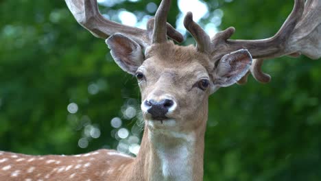 Majestic-European-Fallow-Dear-buck-stands-alert-while-looking-towards-camera---Close-up