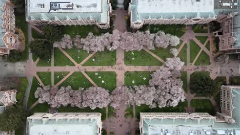 Aerial-descending-top-view-of-The-Quad-at-the-University-of-Washington-with-many-students-and-blooming-cherry-trees