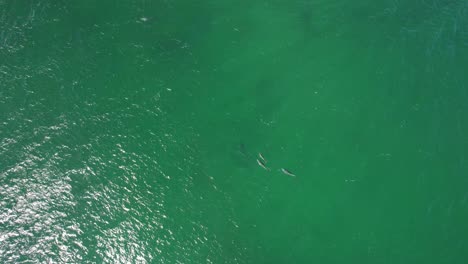 Top-Down-View-Of-Bottlenose-Dolphins-At-Cabarita-Beach-In-New-South-Wales,-Australia---drone-shot