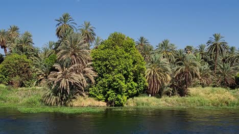 Bank-of-the-Nile-River