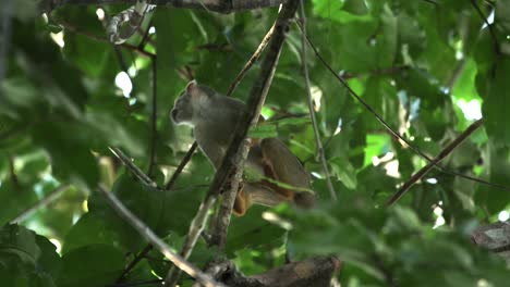 Squirrel-monkey-displaying-a-curious-behaviour