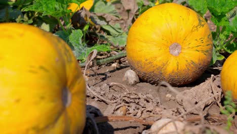 Close-Up-View-Of-Orange-Pumpkins-Growing-In-The-Garden