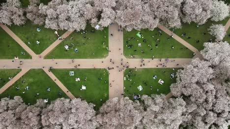 Rising-top-down-shot-of-many-students-in-garden-with-cherry-trees-at-University-of-Washington-,-The-Quad,-Seattle