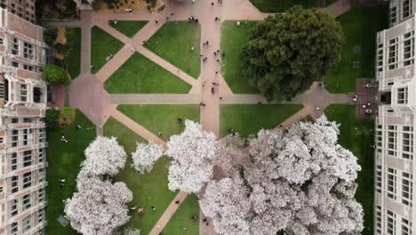 Aerial-top-down-shot-over-blooming-cherry-trees-and-resting-students-outdoors-at-University-of-Washington-in-Seattle---flyover-drone-shot