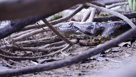 Green-Anaconda-resting-on-the-bank