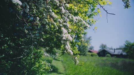 Wilde-Weiße-Blumen-Hängen-An-Einem-Ast-In-Der-Nähe-Eines-Feldes,-Spätfrühlingssommer-In-Dänemark