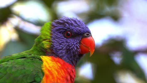Extreme-close-up-shot-of-a-beautiful-rainbow-lorikeets,-trichoglossus-moluccanus-with-vibrant-colourful-plumage,-perching-on-the-tree,-wondering-around-the-surrounding-environment-in-natural-habitat