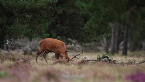 Red-deer-stag-trots-behind-and-follows-hinds-during-mating-season,-The-Veluwe