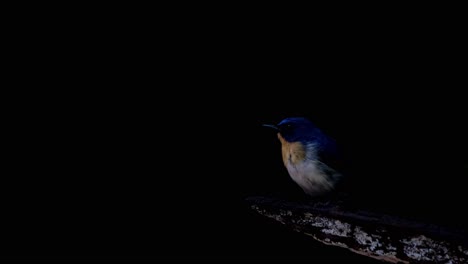 Percheed-on-this-extended-branch-in-the-dark-of-the-forest-and-then-jumps-down-to-take-its-food,-Indochinese-Blue-Flycatcher-Cyornis-sumatrensis,-Thailand