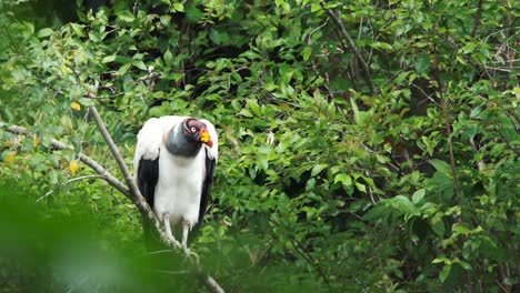 King-vulture-resting-on-a-branch-in-the-Amazon-jungle