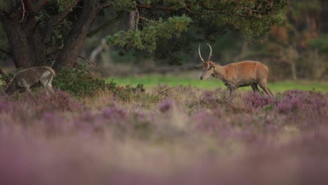 Young-red-deer-stag-shakes-muddy-coat-after-wallowing-in-pit,-Veluwe,-the-rut