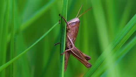 Female-Short-winged-Meadow-Grasshopper-Clinging-To-Grass.-closeup