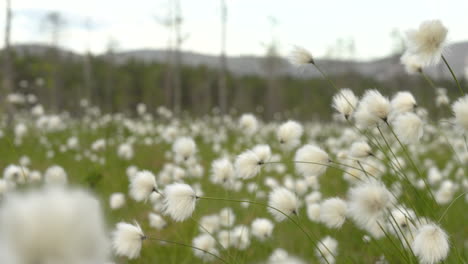 Lots-of-cottongrass-on-a-field