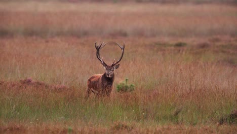 Territorial-red-deer-stag-with-impressive-antlers-bellows-in-glade,-rutting